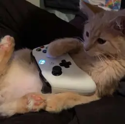 X Box Player Cat