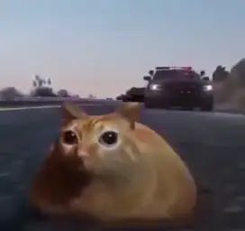 Cat running from police cars