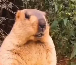 Bobak marmot laughing