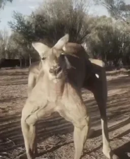 کانگورو های بدنساز