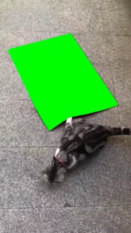 گربه درحال حمل پرده سبز
