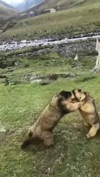 Two beavers fighting