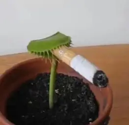 Smoking plant