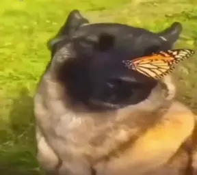 butterfly and dog