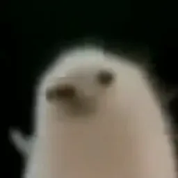 سگ در حال رقص با کیفیت خیلی کم