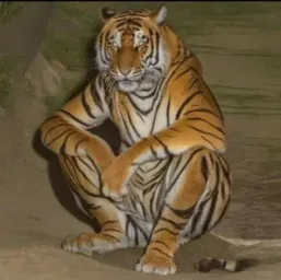 Tiger sitting