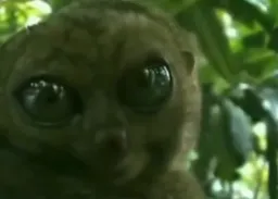 بزرگ شدن چشم میمون شبگرد هندی 