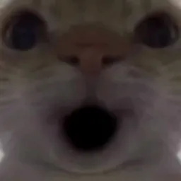 زوم در صورت گربه مهربان