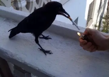 Cigarette crow