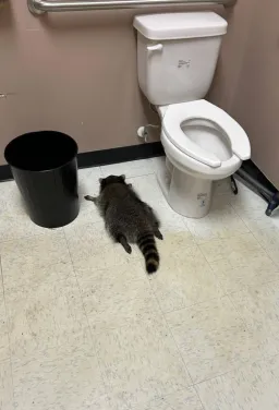 حیوان خوابیده در اثر خوردن الکل