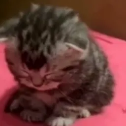 گربه ناراحت