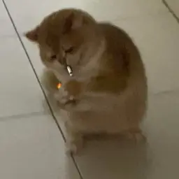 Smoking cat