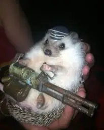 Hedgehog with minigun