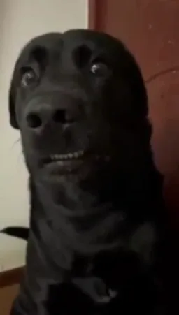 نگاه سگ زشت