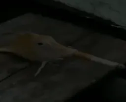 سیگار کشیدن ماهی با آهنگ داریوش