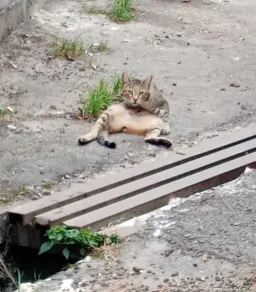 Cat sitting on the ground 
