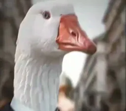 Duck Honest reaction