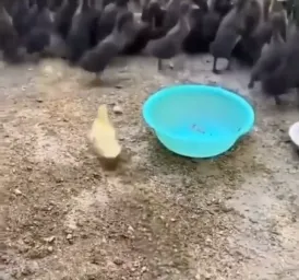 duck escape