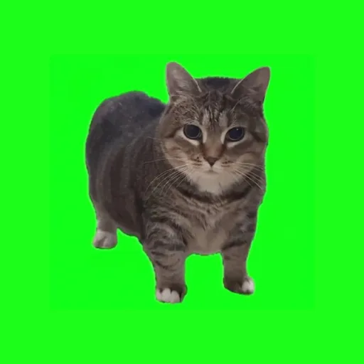 ریمیکس Oiia Oiia cat