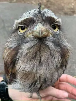 جغد خسته و ناراحت