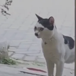 گربه هیتلر
