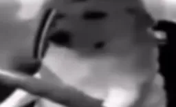 سگ ناراحت پشت فرمون