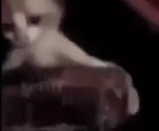 cat playing music