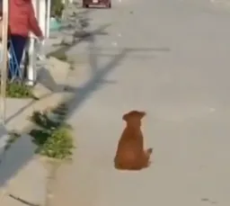 سگ درحال چرخیدن دور خود