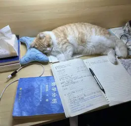 Cat sleeping on study table