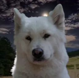 سگ در جاهای مختلف