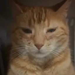 گربه افسرده