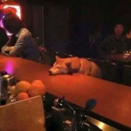 Sleeping wolf at bar