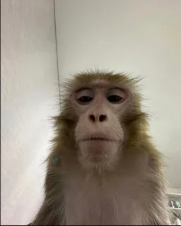 Monkey looking at