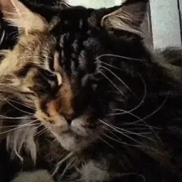 واکنش صادقانه گربه سیگما