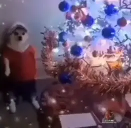 Dog by the Christmas table