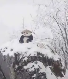 Real Kung Fu panda