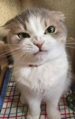 گربه عصبانی