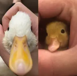 Small duck vs big duck