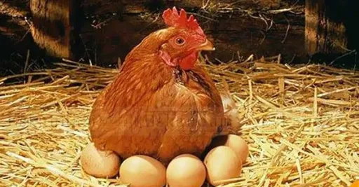 افکت صدای مرغ