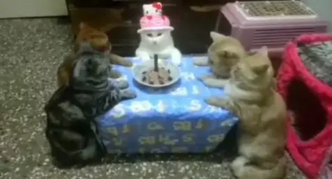 Cat Birthday