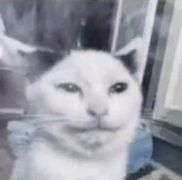 گربه ناراحت