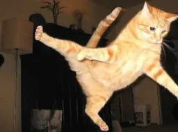 kungfu Cat