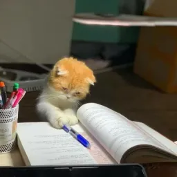 گربه درحال درس خوندن