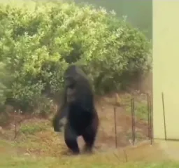 حرکت کردن شامپانزه ها