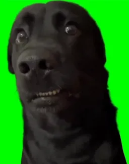 سگ شوک شده پرده سبز