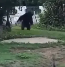 Running Gorilla crazy