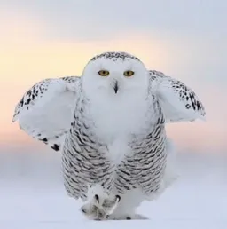 owl