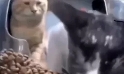 گربه در حال کتک زدن گربه دیگر و غذا خوردن