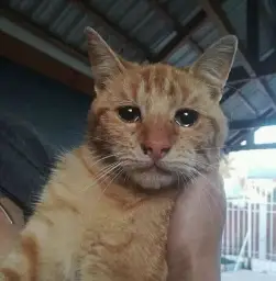 Crying cat