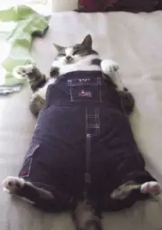 Fat cat with clothes